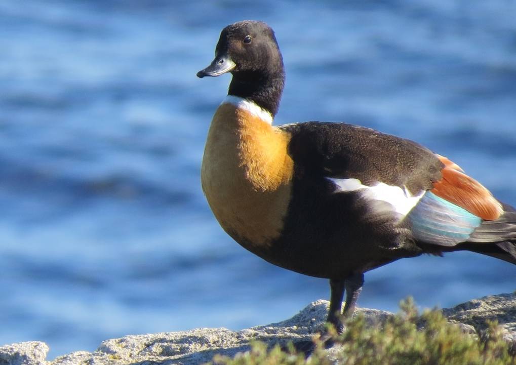 Australian Shelduck, Cape Leeuwin WA |  <i>Nicolas Cary</i>