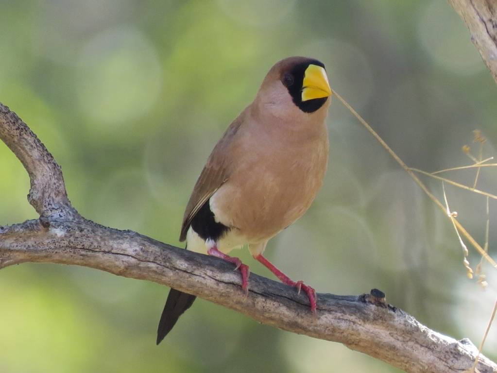 Masked Finch, Kakadu National Park |  <i>Nicolas Cary</i>