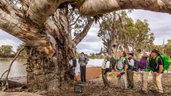 Admiring the views along River Red Gum Calperum Station