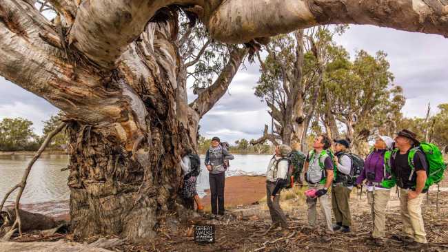 Admiring the views along River Red Gum Calperum Station