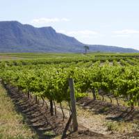 Cycle past the scenic vineyards near Pokolbin in the Hunter Valley | Destination NSW