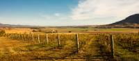 Cycle past rural vineyards in Mudgee | Destination NSW