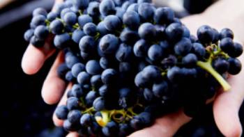 172827-56,Destination NSW Learn more about the wine making process when visiting Pokolbin in the Hunter Valley