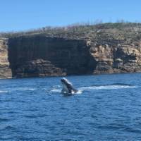 Baby humpback whale breaching off Jervis Bay | Kate Baker