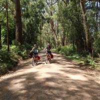 Beautiful forest lines the road to the Belmore Falls | Kate Baker