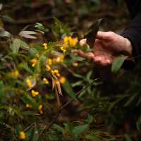 Learn from your guides whilst you explore the Blue Mountains | Jannice Banks