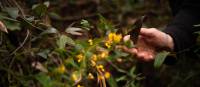 Learn from your guides whilst you explore the Blue Mountains | Jannice Banks