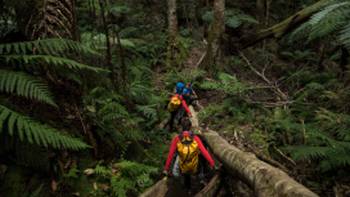 Entering the temperate rainforest on route to Bowens Creek Canyon