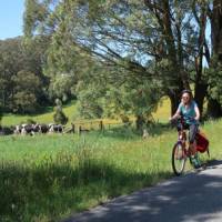 Cycling past fields with cows grazing in the Southern Highlands | Kate Baker