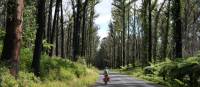 Cyclist pedaling past the forest regrown after the Myrtle Mountain fires | Ross Baker