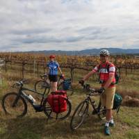 Cyclists in the vines at the Moothi Estate in Mudgee | Ross Baker