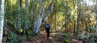 Enjoying the beautiful rainforest on Federal Pass | Millie Malfroy