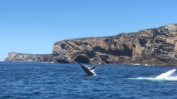 Humpback whales breaching off Jervis Bay