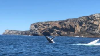 Humpback whales breaching off Jervis Bay,Kate Baker Humpback whales breaching off Jervis Bay