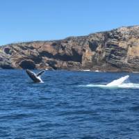 Humpback whales breaching off Jervis Bay | Kate Baker
