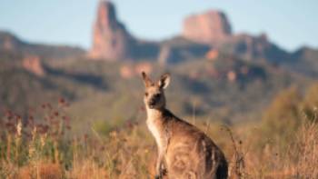 Kangaroo soaking up the morning sun at Warrumbungle National Park, near Coonabarabran.,Destination NSW Kangaroo soaking up the morning sun at Warrumbungle National Park, near Coonabarabran.