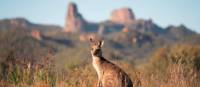 Kangaroo soaking up the morning sun at Warrumbungle National Park, near Coonabarabran. | Destination NSW
