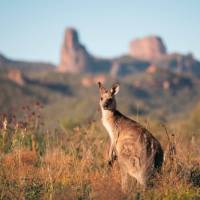 Kangaroo soaking up the morning sun at Warrumbungle National Park, near Coonabarabran. | Destination NSW