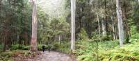 Majestic trees on route to Kedumba campsite | Millie Malfroy