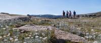 Alpine wildflowers on the Snowies Alpine Walk | Tourism Snowy Mountains