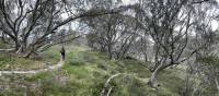 Meander through the ancient snow gums | Andy Mein