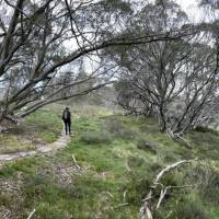 Meander through the ancient snow gums | Andy Mein