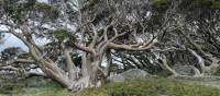 The snow gums of the high alpine area are a photgraphers delight