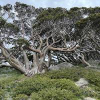 The snow gums of the high alpine area are a photgraphers delight