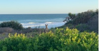 Spot Kangaroos on The Yuraygir Coastal Walk |  <i>Clayton Hanlon</i>