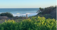 Spot Kangaroos on The Yuraygir Coastal Walk | <i>Clayton Hanlon</i>