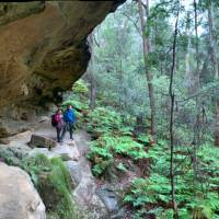Exploring the lush rainforest gullies of the Blue Mountains | Michael Buggy