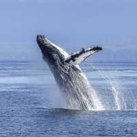 Whales can be spotted off the coast