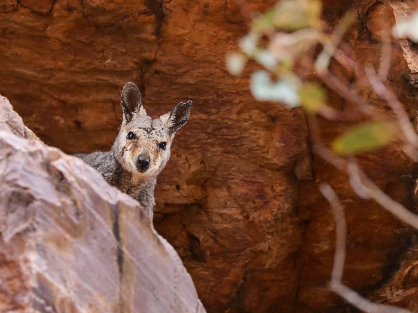Curious wallaby's along the Larapinta Trail |  <i>#cathyfinchphotography</i>