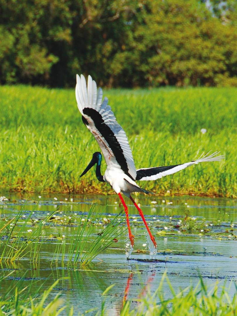 A Jabiru takes flight in Kakadu National Park