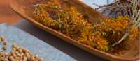 Guides showcasing bush foods during an Indigenous cultural experience | Tourism NT/Chris Tangey