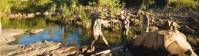 Trekkers follow Barramundi Creek in Kakadu |  <i>Aran Price</i>