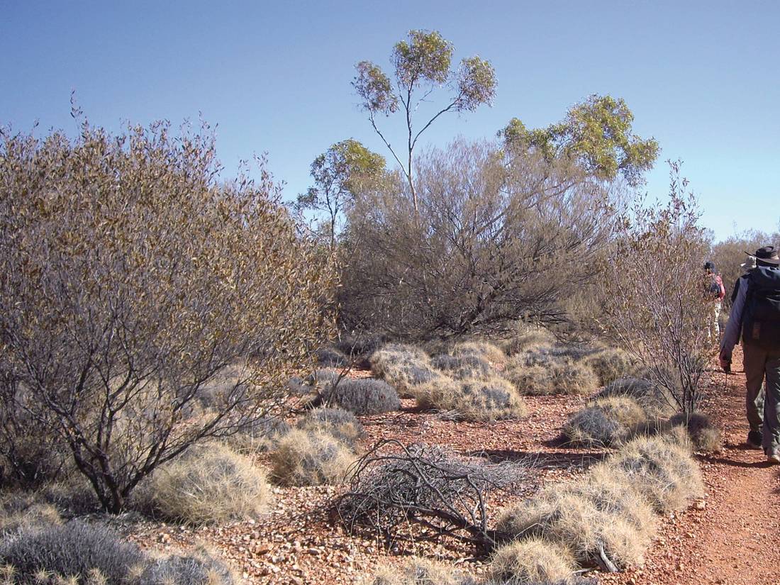 Ellery Creek Walk, Larapinta Trail, Northern Territory |  <i>Ian Tedder</i>
