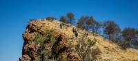 Scale Euro Ridge, one of the highlights of the trail | Gavin Yeates