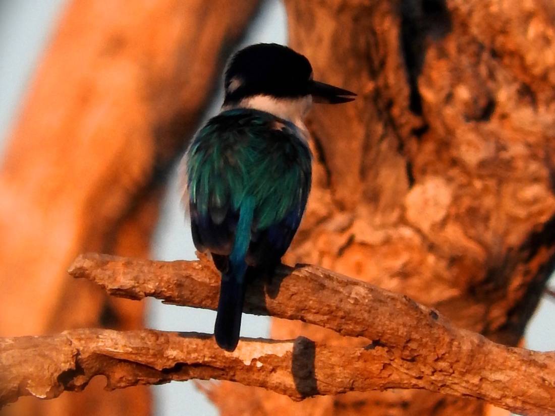 Don't forget to look up when walking through Kakadu National Park |  <i>Holly Van De Beek</i>