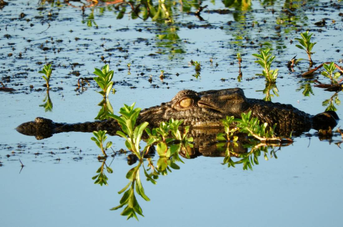 Salt water crocodile swimming in the Yellow Water Lagoon |  <i>Holly Van De Beek</i>