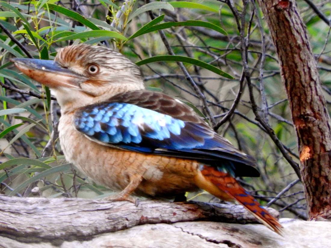 Kakadu is a wonderful area for birdwatchers |  <i>Holly Van De Beek</i>