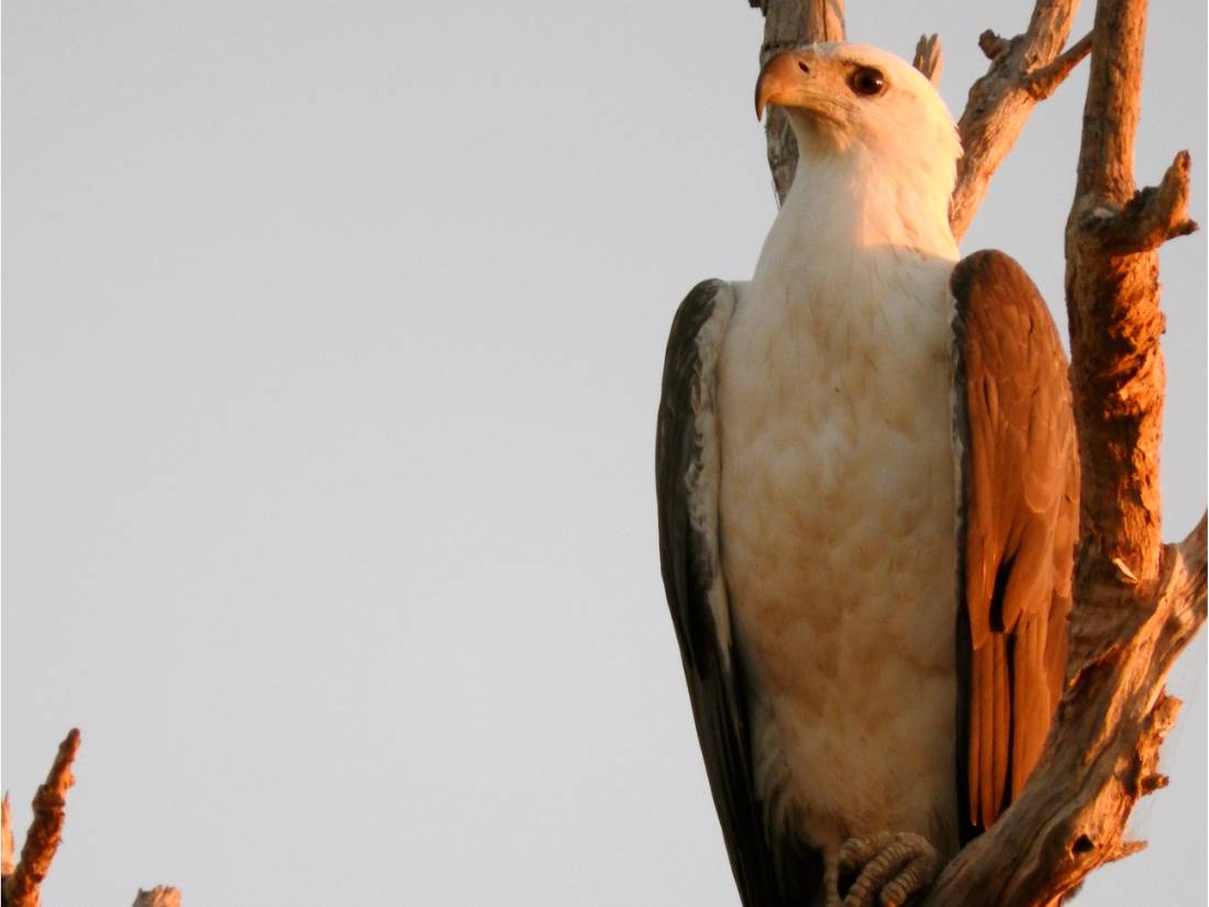 Spot plenty of birdlife perching on tree branches |  <i>Holly Van De Beek</i>