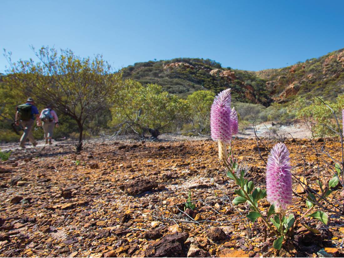 Desert wildflowers bllom alonside the Larapinta Trail |  <i>Graham Michael Freeman</i>