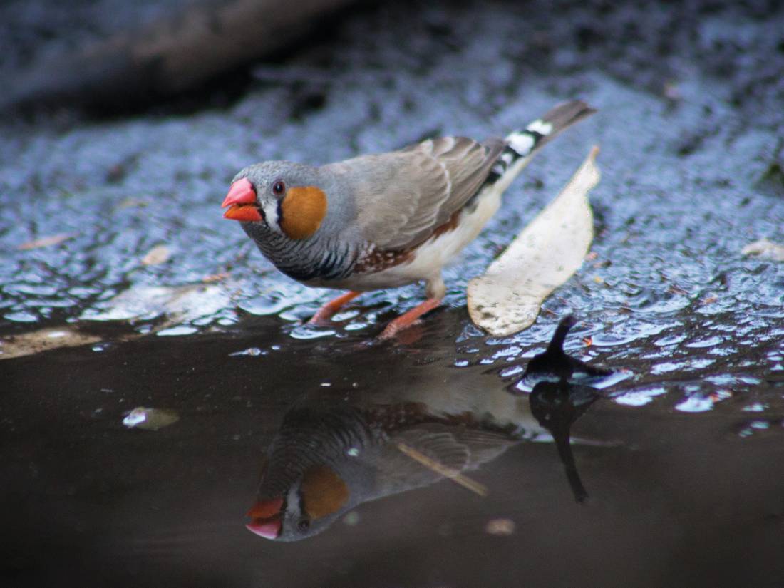 Finches and other birds gather around the desert waterholes |  <i>Graham Michael Freeman</i>