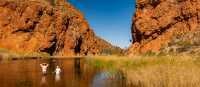 Swim at one of the many waterholes on the Larapinta Trail | Lachlan Gardiner