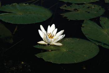 Kakadu National Park |  <i>Andrew Thomasson</i>