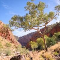 Beautiful outback scenery on the Larapinta Trail | Luke Tscharke