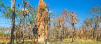 Nature's sky scrapers | Tourism NT/Dan Moore