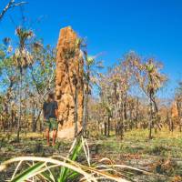 Nature's sky scrapers | Tourism NT/Dan Moore