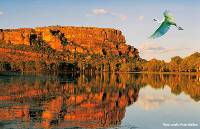 A bird flies over still water in the afternoon sun